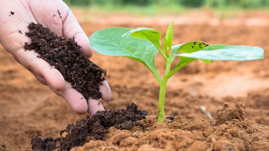 Quels sont les produits naturels et organiques pour fertiliser votre jardin ?